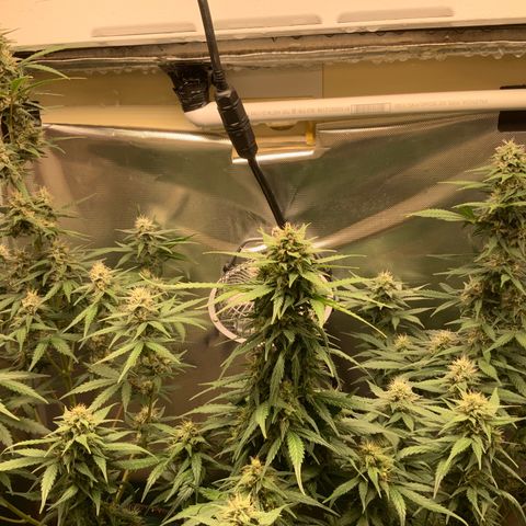 White Widow Auto x3 growlog timeline photo