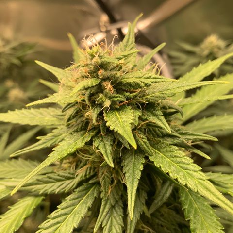 White Widow Auto x3 growlog timeline photo