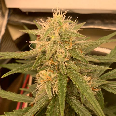 White Widow Auto x3 growlog timeline photo