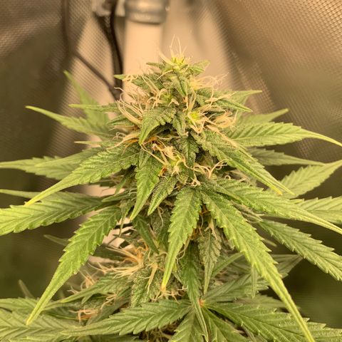 White Widow Auto x3 growlog timeline photo