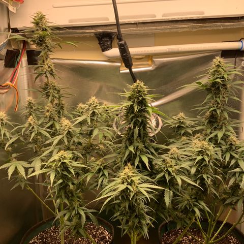 White Widow Auto x3 growlog timeline photo