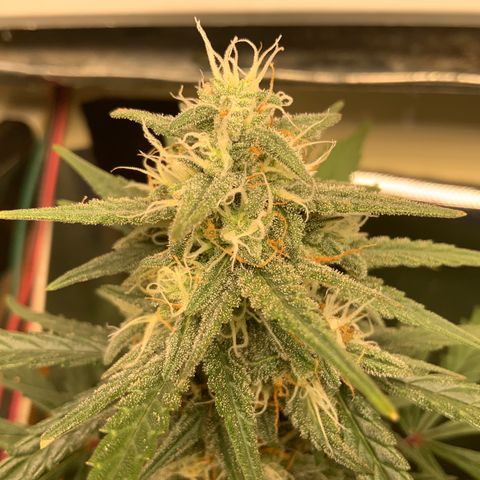 White Widow Auto x3 growlog timeline photo