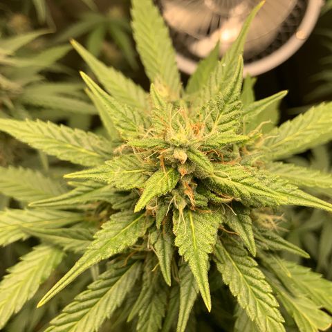 White Widow Auto x3 growlog timeline photo