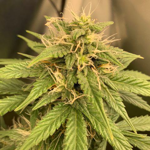 White Widow Auto x3 growlog timeline photo