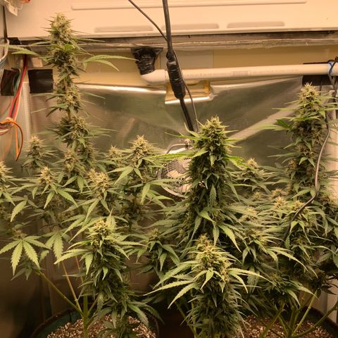 White Widow Auto x3 growlog timeline photo