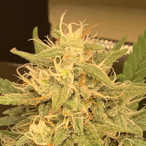 White Widow Auto x3 growlog timeline photo