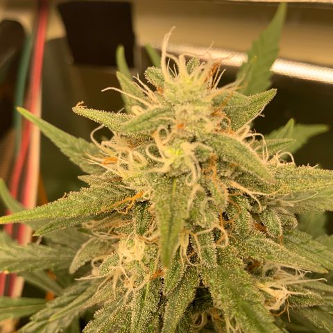 White Widow Auto x3 growlog timeline photo