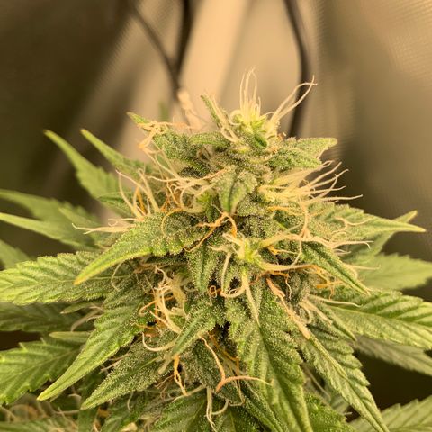 White Widow Auto x3 growlog timeline photo