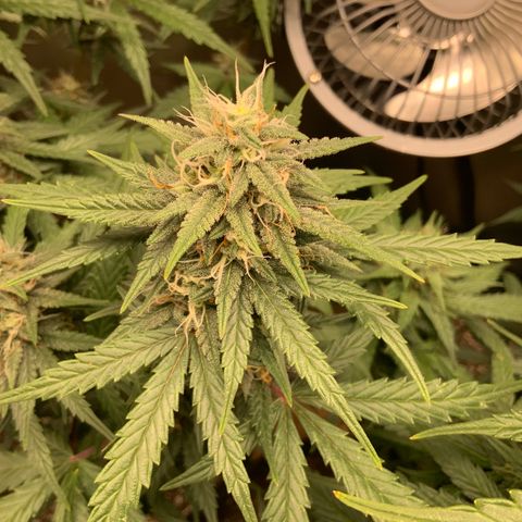 White Widow Auto x3 growlog timeline photo
