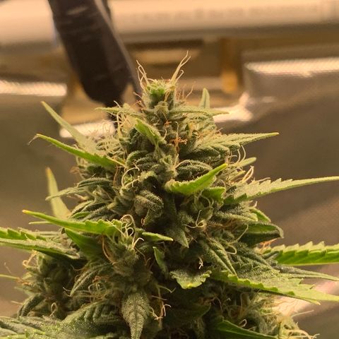 White Widow Auto x3 growlog timeline photo