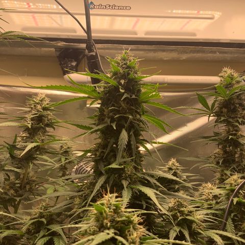 White Widow Auto x3 growlog timeline photo