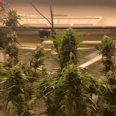 White Widow Auto x3 growlog timeline photo