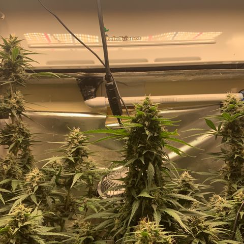 White Widow Auto x3 growlog timeline photo