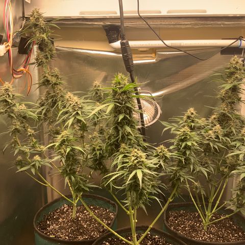 White Widow Auto x3 growlog timeline photo