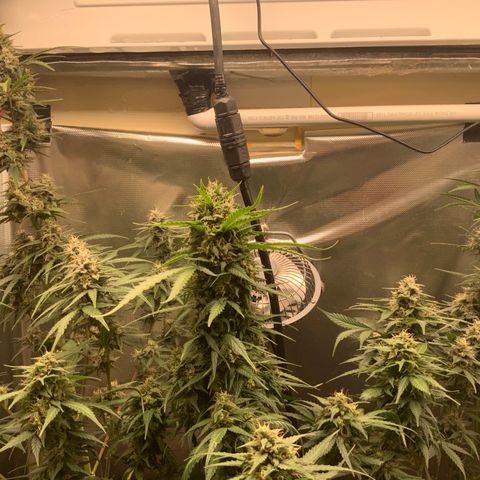 White Widow Auto x3 growlog timeline photo