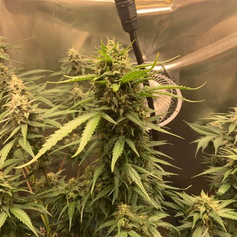 White Widow Auto x3 growlog timeline photo