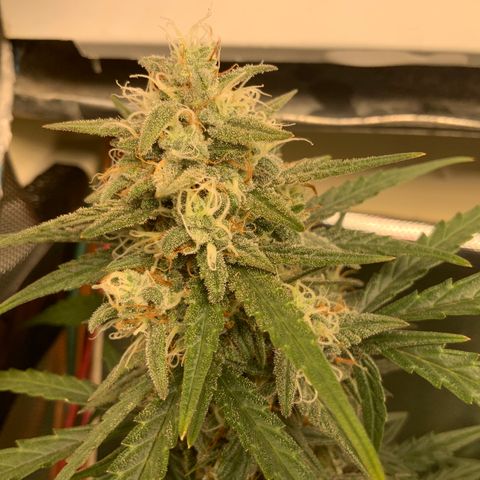 White Widow Auto x3 growlog timeline photo