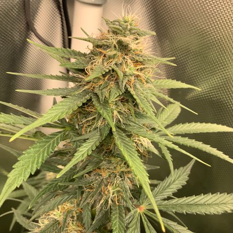 White Widow Auto x3 growlog timeline photo
