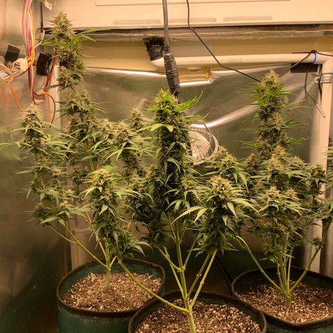 White Widow Auto x3 growlog timeline photo