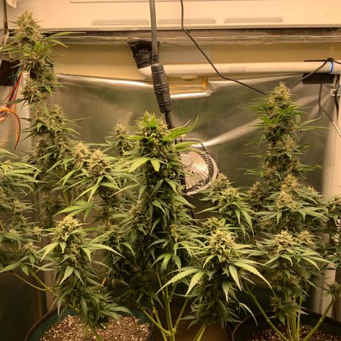 White Widow Auto x3 growlog timeline photo