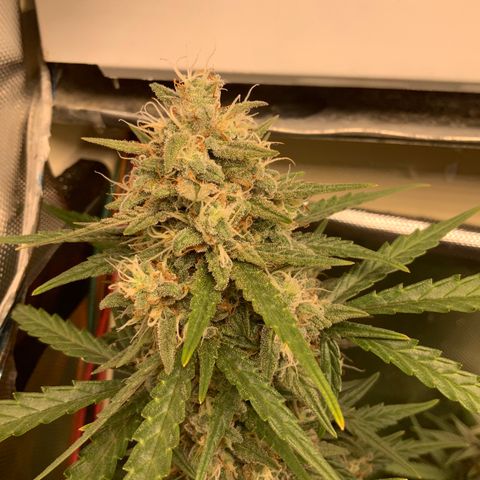 White Widow Auto x3 growlog timeline photo