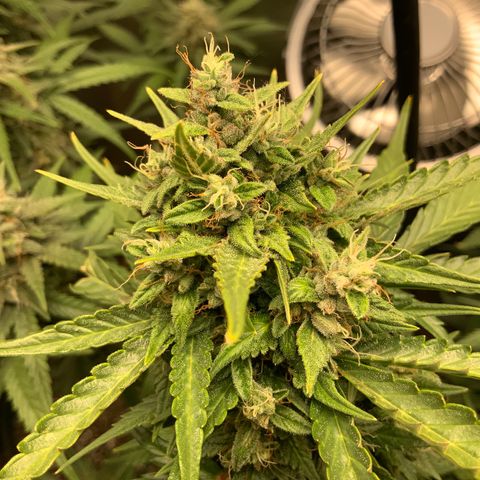 White Widow Auto x3 growlog timeline photo