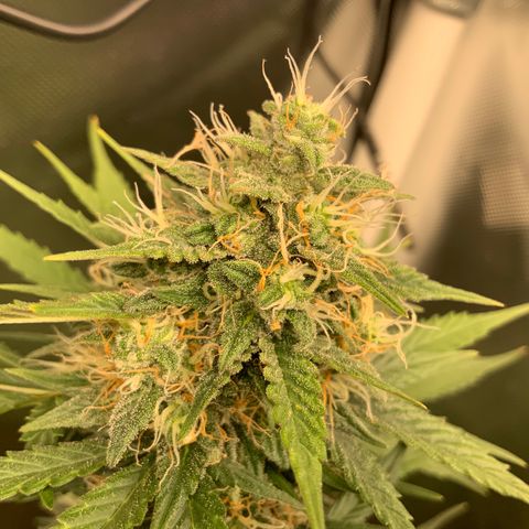 White Widow Auto x3 growlog timeline photo