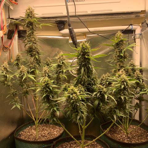 White Widow Auto x3 growlog timeline photo
