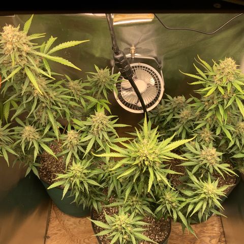 White Widow Auto x3 growlog timeline photo