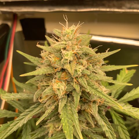 White Widow Auto x3 growlog timeline photo