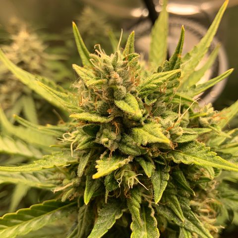 White Widow Auto x3 growlog timeline photo