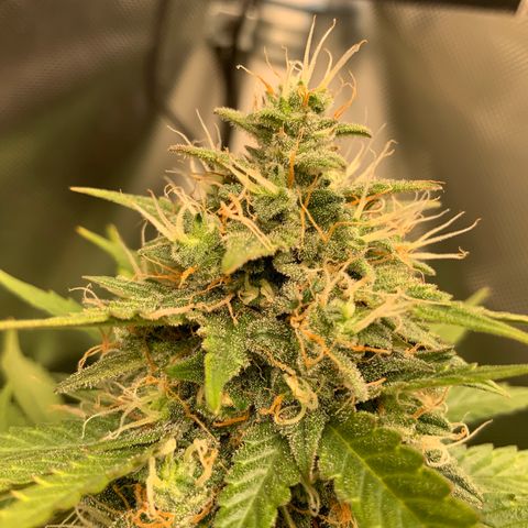 White Widow Auto x3 growlog timeline photo