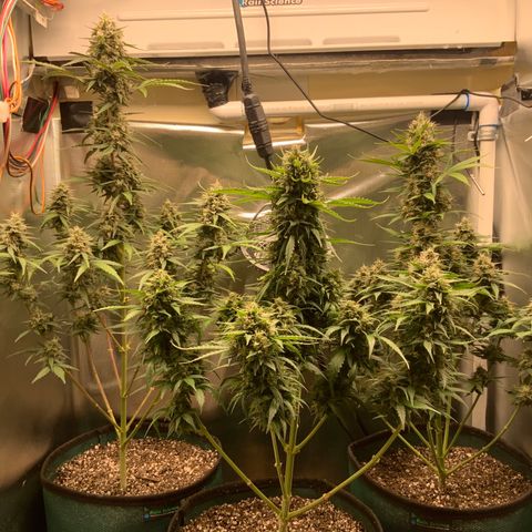 White Widow Auto x3 growlog timeline photo