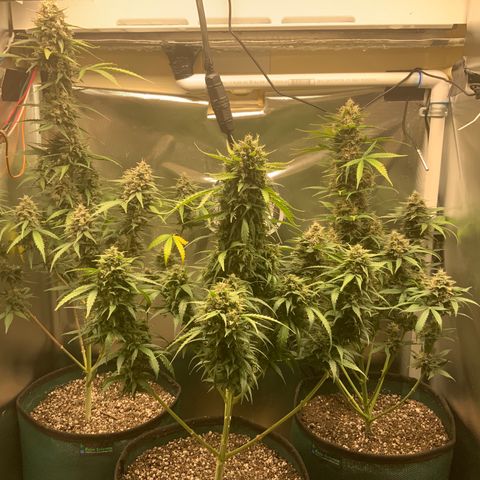 White Widow Auto x3 growlog timeline photo