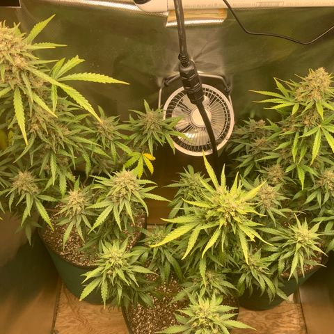 White Widow Auto x3 growlog timeline photo