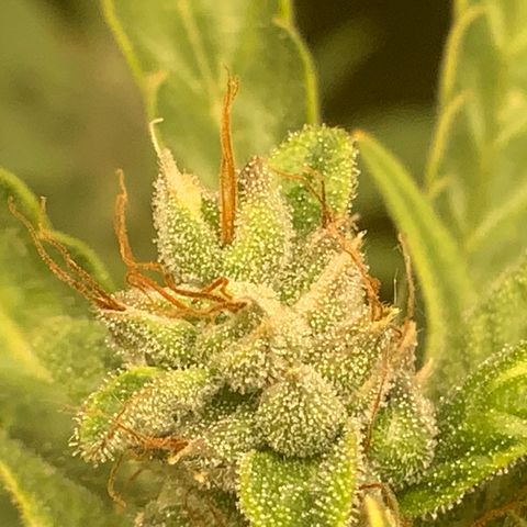White Widow Auto x3 growlog timeline photo