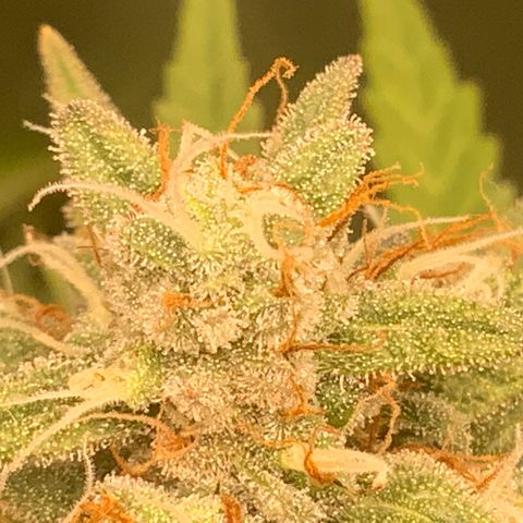 White Widow Auto x3 growlog timeline photo