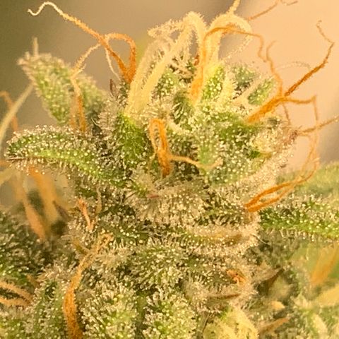 White Widow Auto x3 growlog timeline photo