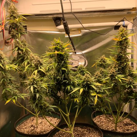 White Widow Auto x3 growlog timeline photo