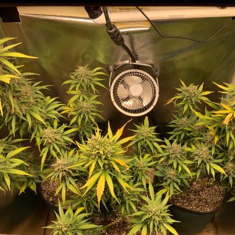 White Widow Auto x3 growlog timeline photo