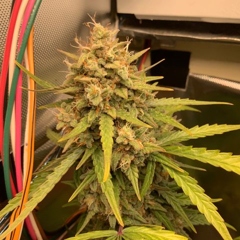 White Widow Auto x3 growlog timeline photo