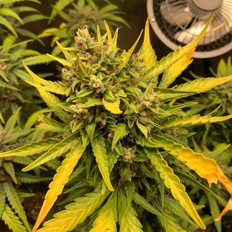 White Widow Auto x3 growlog timeline photo