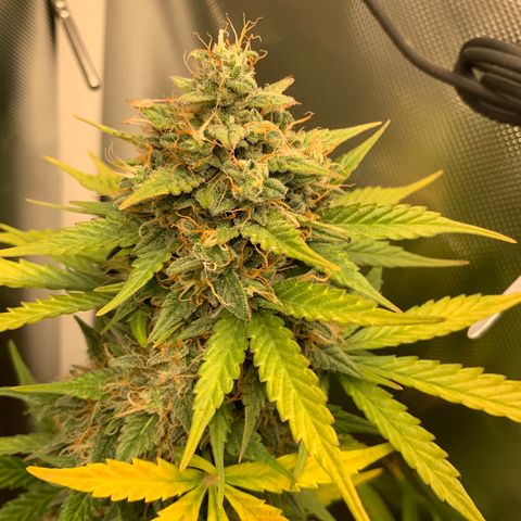 White Widow Auto x3 growlog timeline photo