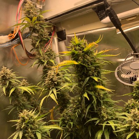 White Widow Auto x3 growlog timeline photo