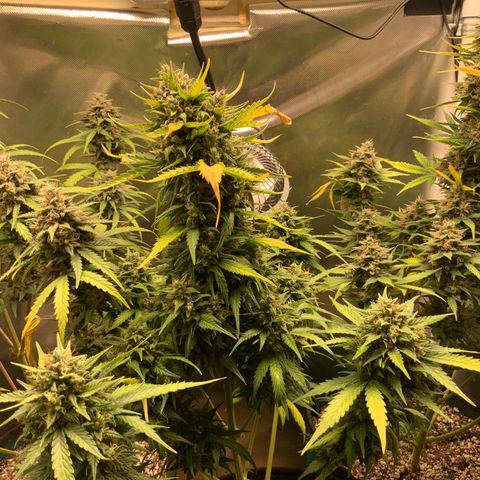 White Widow Auto x3 growlog timeline photo