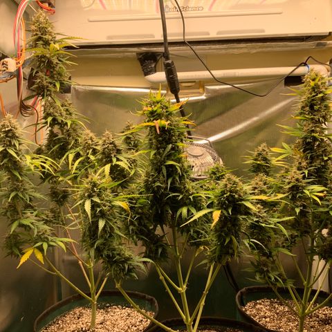 White Widow Auto x3 growlog timeline photo