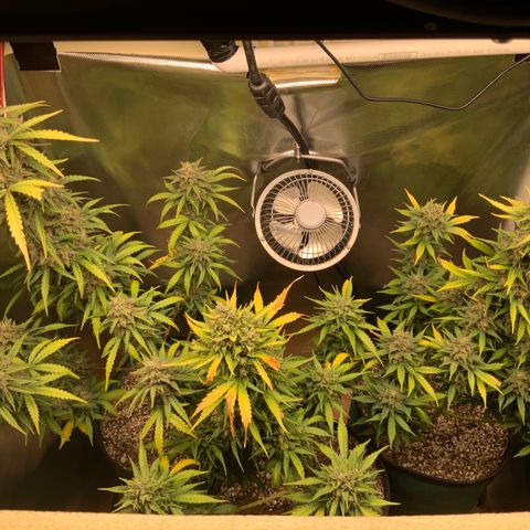 White Widow Auto x3 growlog timeline photo