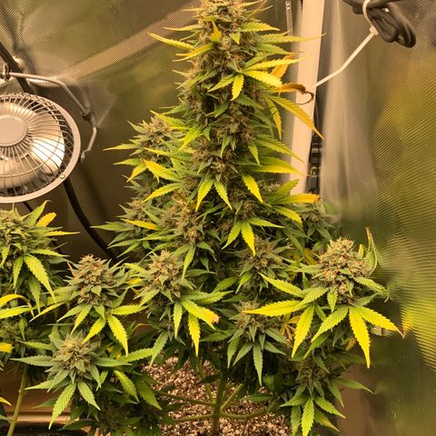 White Widow Auto x3 growlog timeline photo