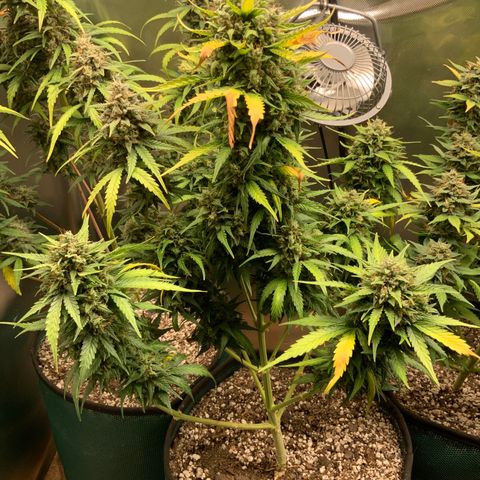 White Widow Auto x3 growlog timeline photo