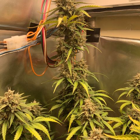 White Widow Auto x3 growlog timeline photo